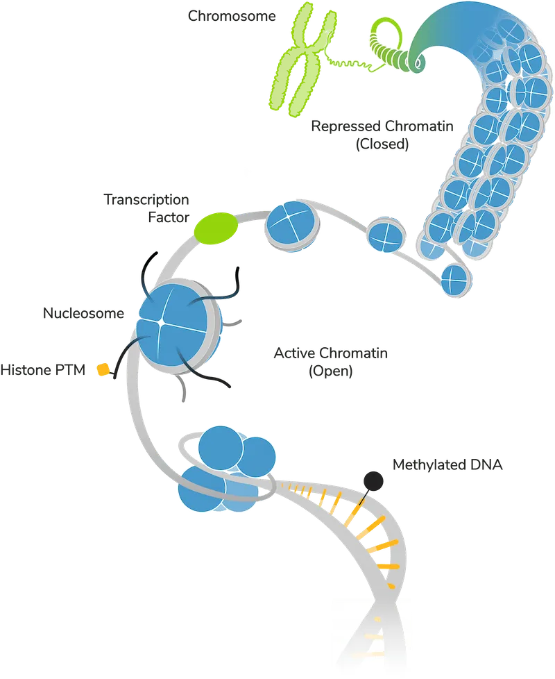 histone-mods-blog-figure-1