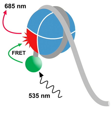 2_EpiDyne__20008 EpiDyne-FRET Nucleosome Remodeling Assay Substrate