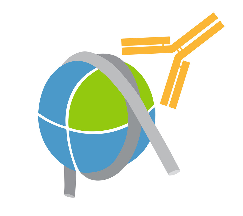 H3.3 Antibody, SNAP-Certified™ for CUT&RUN