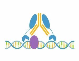 FOXA1/HNF3A CUTANA™ CUT&RUN Antibody