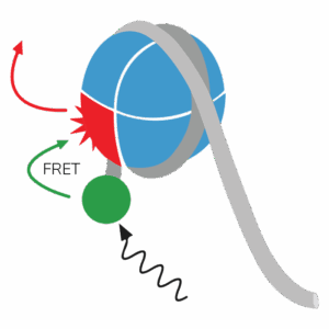 Recombinant nucleosome designed to monitor chromatin remodeling enzyme using FRET.