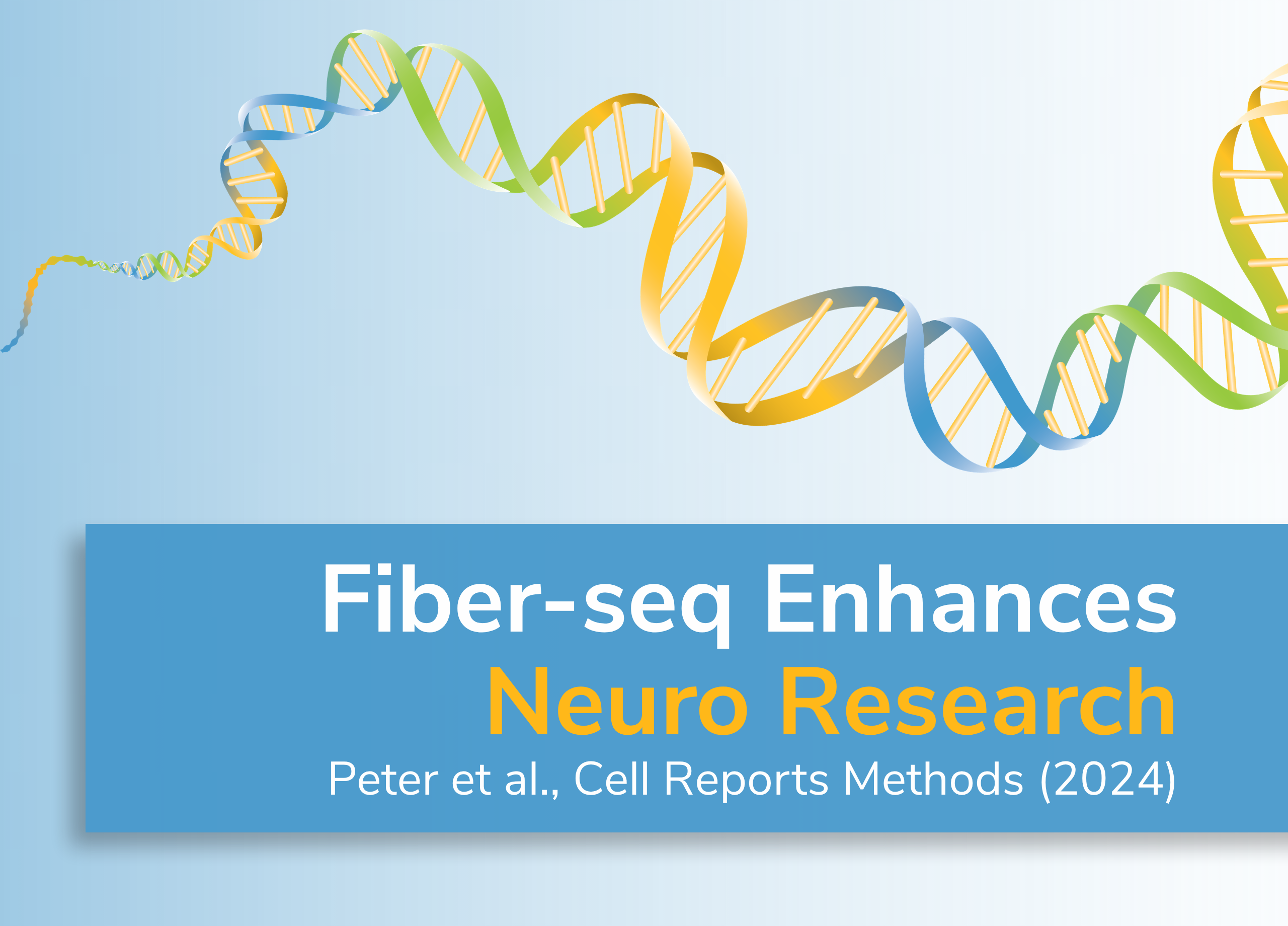 Fiber-seq Neuro Blog Image