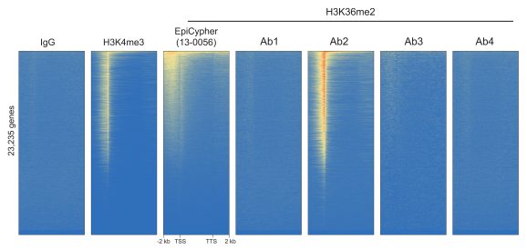 13-0056-cut-and-run-comparison-genome-wide-heatmap