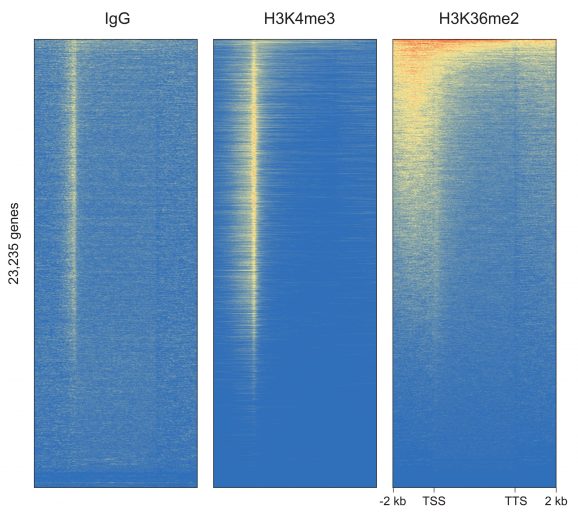 13-0056-genome-wide-heat-maps