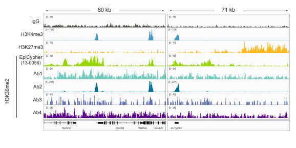 13-0056-representative-genome-browser-tracks-comparison-cut-and-run