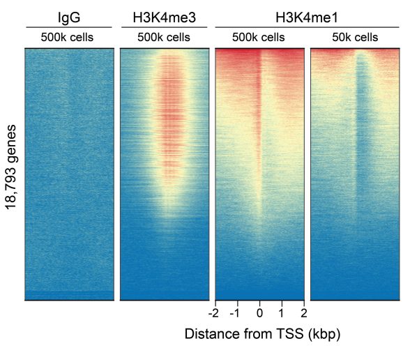 13-0057-cut-run-genome-wide-enrichment