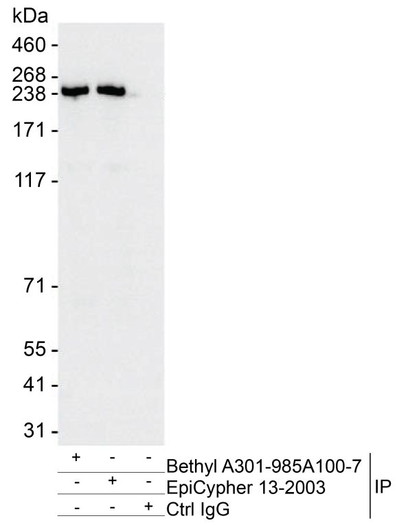 13-2003_IP