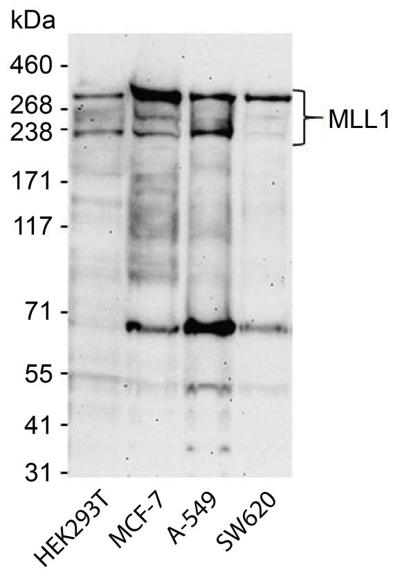 13-2004-western-blot-data