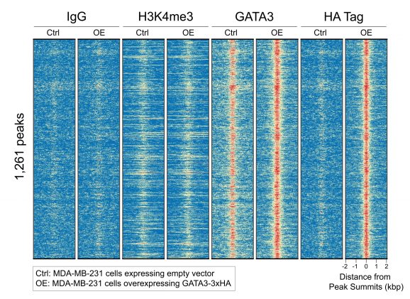 13-2010-ha-tagged-protein
