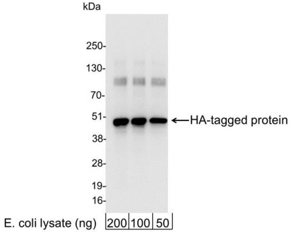 13-2010-western-blot