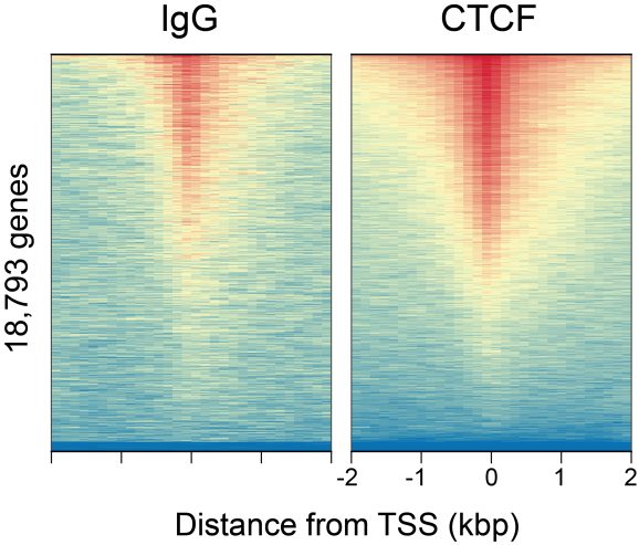 13-2014-ctcf-peaks