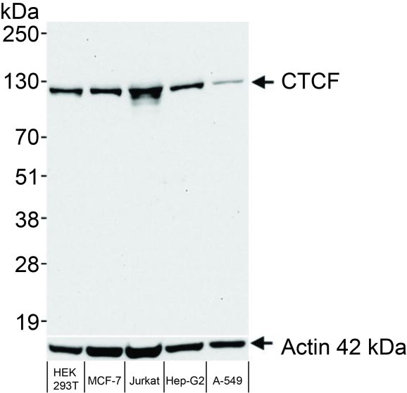 13-2014-western-blot-data