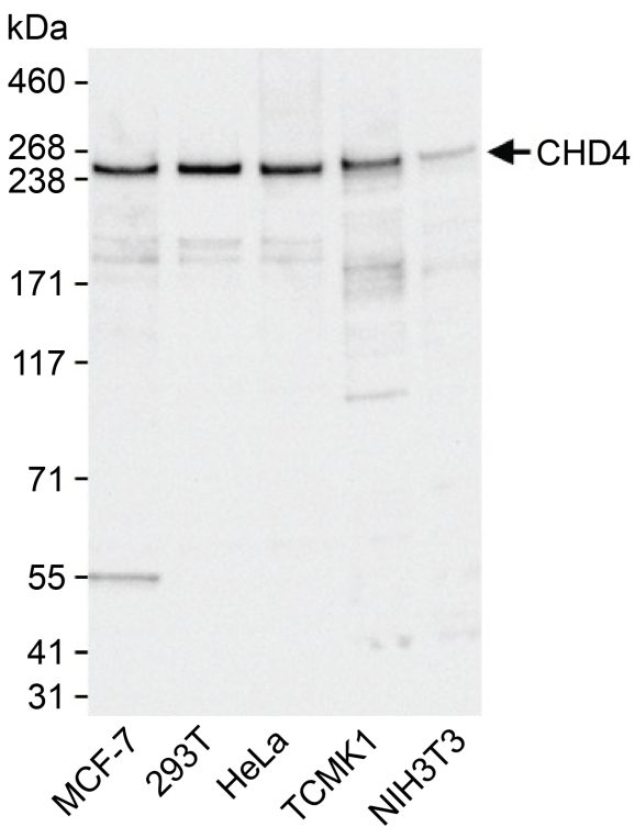 13-2016-western-blot-data