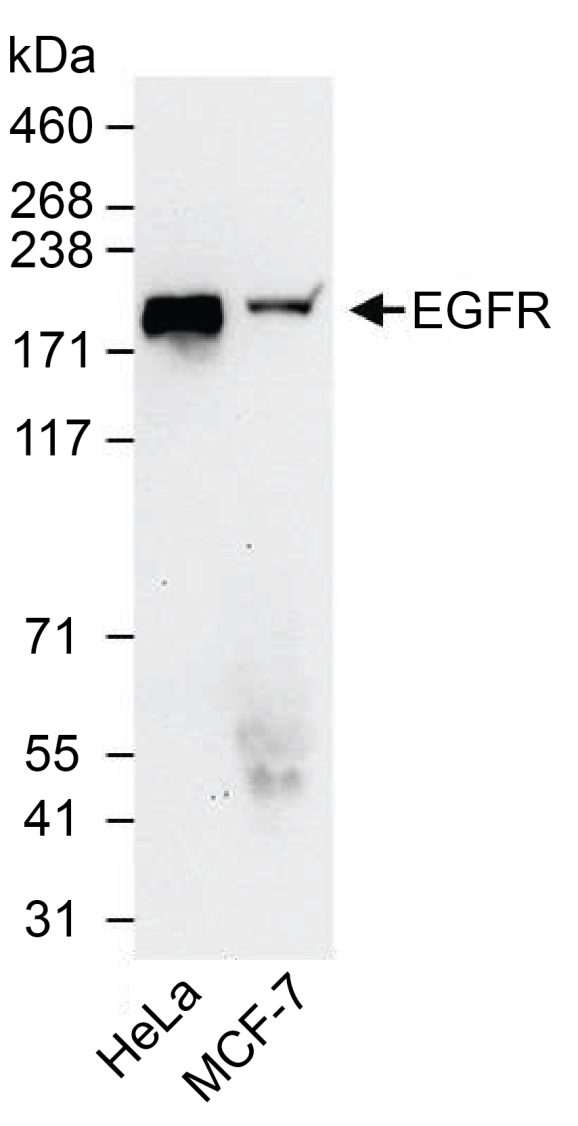 13-2018-western-blot-data