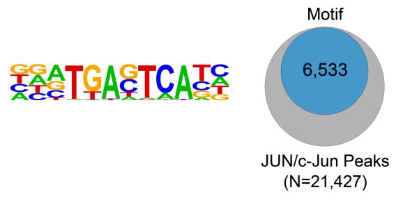 13-2019-binding-motif-analysis