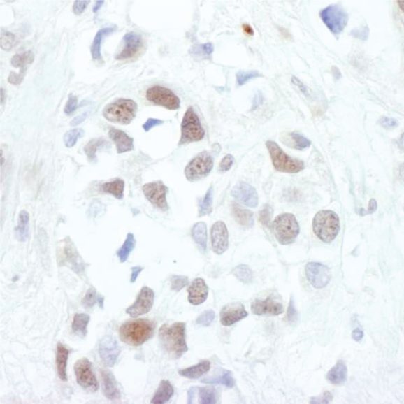 13-2019-immunohistochemistry-data