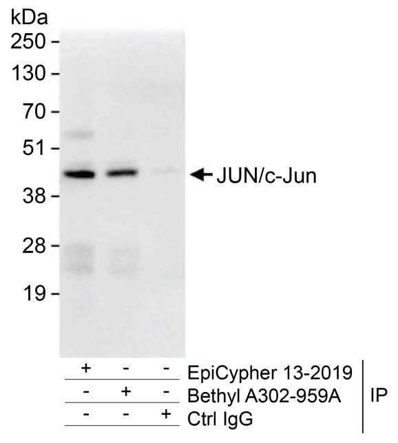 13-2019-immunoprecipitation-data