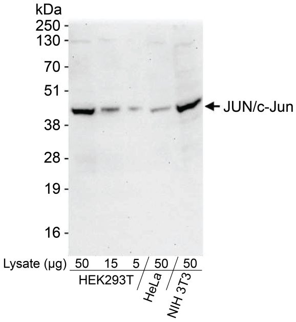 13-2019-western-blot-data