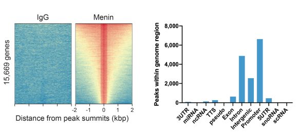 13-2021-menin-peaks