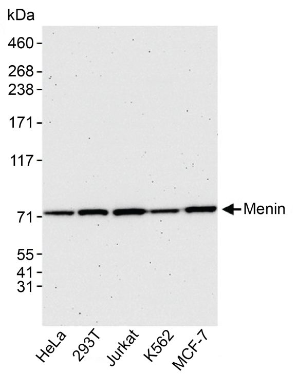 13-2021-western-blot-data