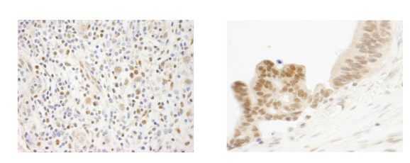 13-2023-immunohistochemistry-data