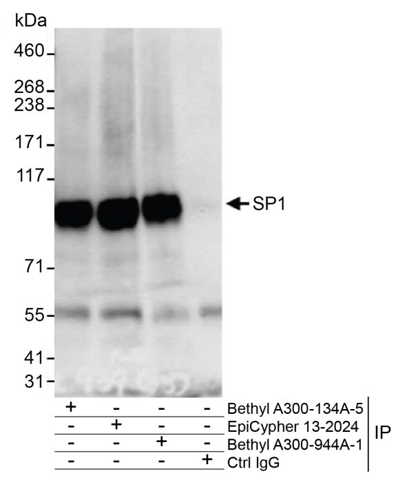 13-2024-immunoprecipitation-data