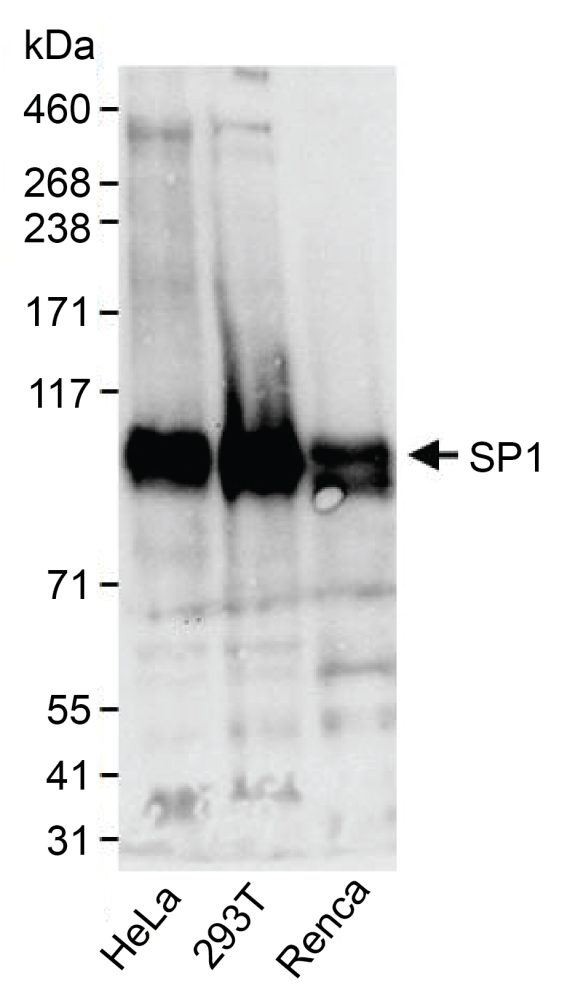13-2024-western-blot-data