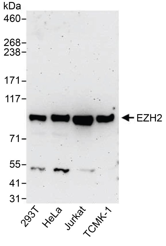13-2026-western-blot-data