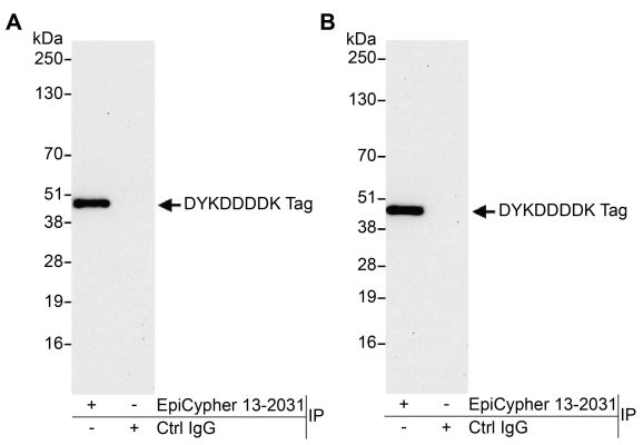 13-2031_immunoprecipitation