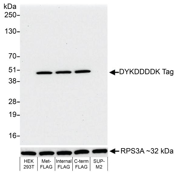13-2031_western_blot