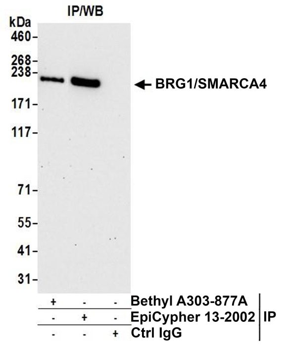 13_2002_IHC