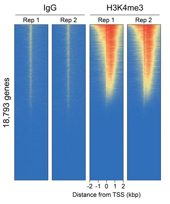 14-1102-genome-wide-heatmaps