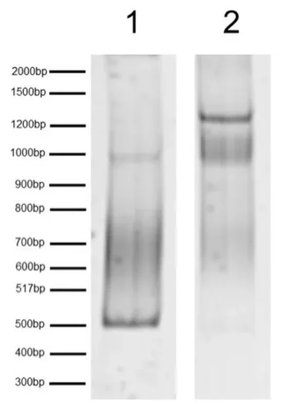 16-3104-dna-gel-data