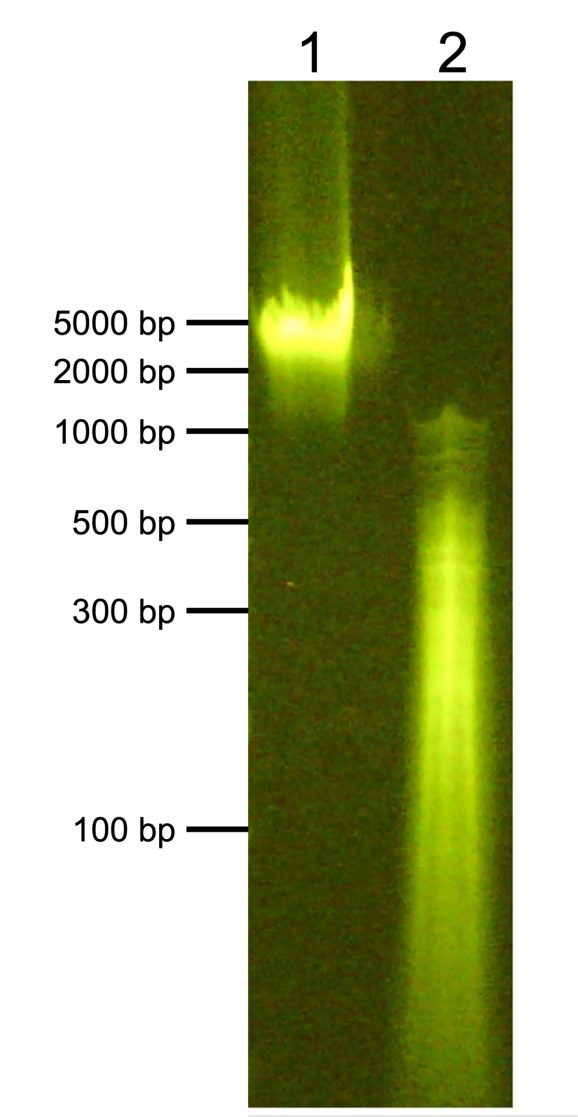 18-1401-dna-gel-data