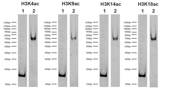 19-3001-DNA-gel