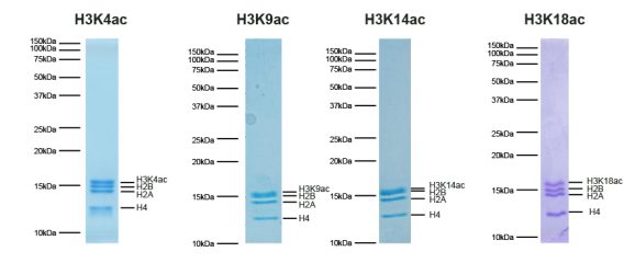 19-3001-protein-gel
