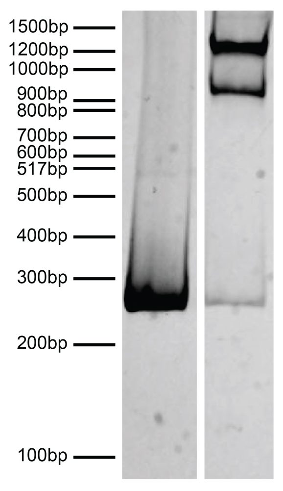 19-5001_dna_gel_data