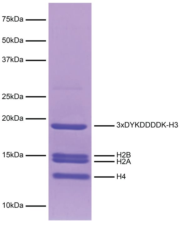 19-5001_protein_gel_data