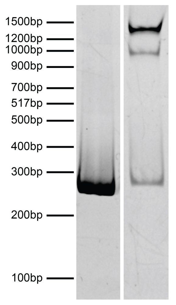 19-5002_dna_gel_data