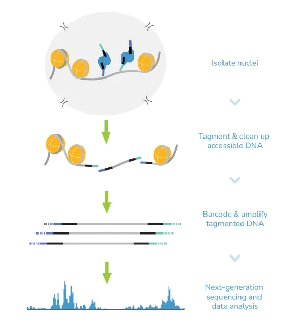 ATAC-seq workflow