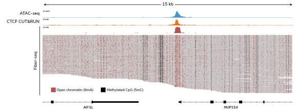 Fiber-seq Kit Figure 2