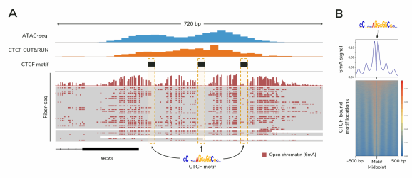 Fiber-seq Kit Figure 3