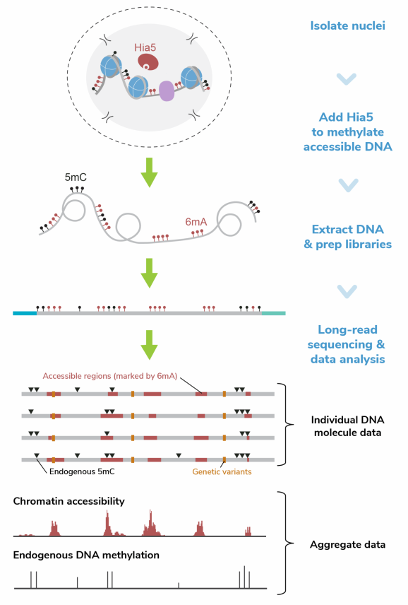 Fiber-seq workflow