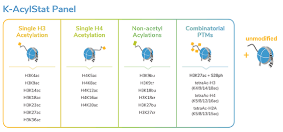 k-acylstat_panel